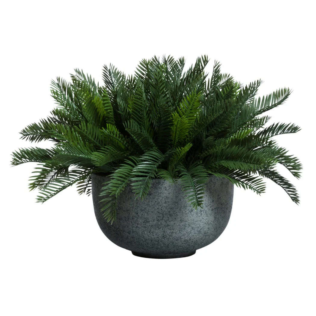 CYCAS PALM IN GREY POT