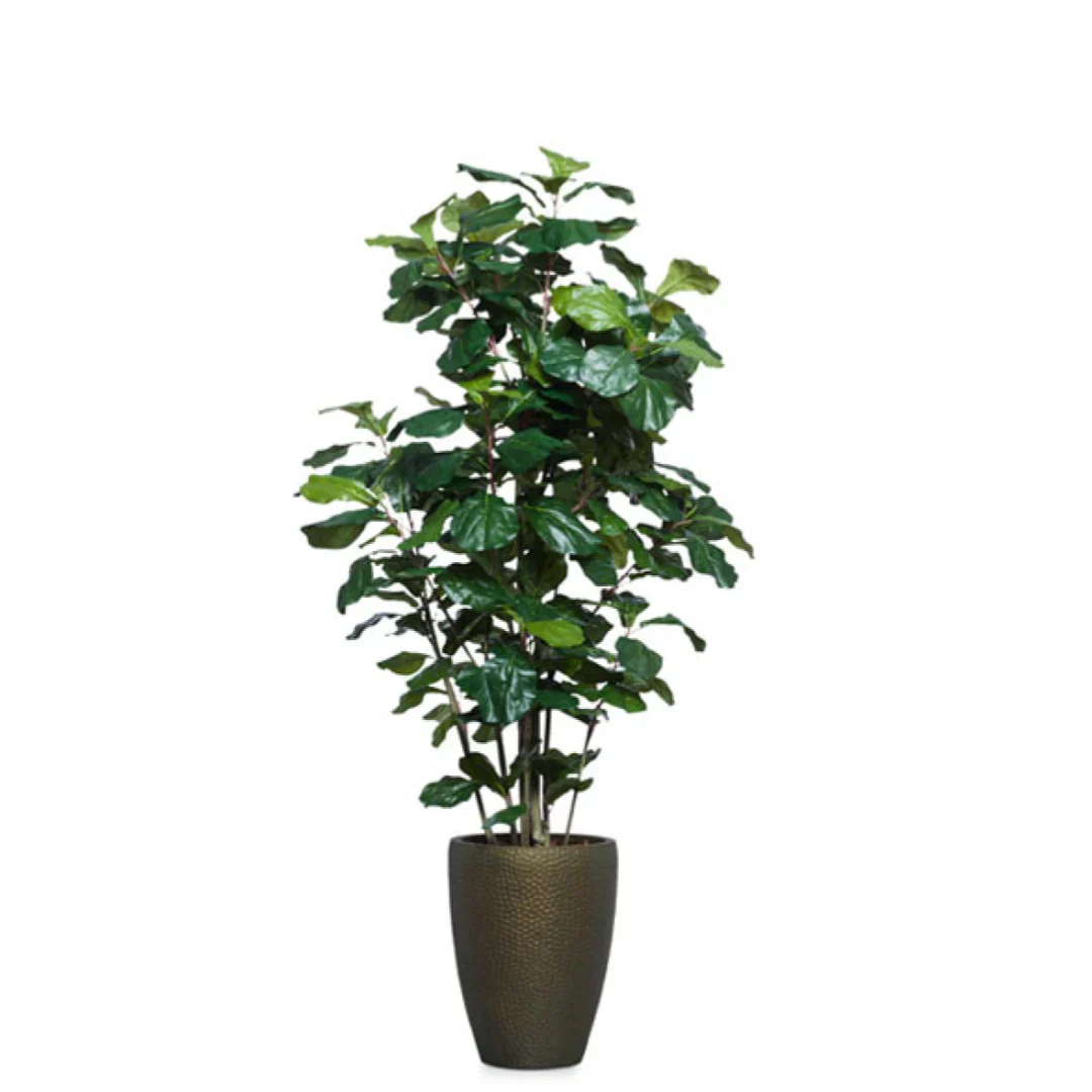 Fig Fiddle DP BZ 6.5'