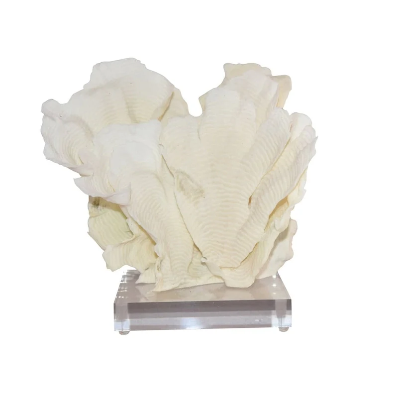 Rugosa Coral 10-12 Inch On Acrylic Base